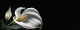White calla lily flowers on black background, death lily flower condolence card, funeral concept image. digital ai art
