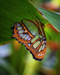 Wall Mural - Beautiful green and orange pattern on wings butterfly