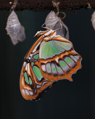 Wall Mural - Beautiful green and orange pattern on wings butterfly