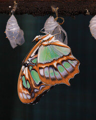 Wall Mural - Beautiful green and orange pattern on wings butterfly