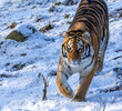 siberian tiger in snow