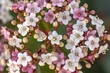 Fotografia macro de pequeñas flores blancas y rosas