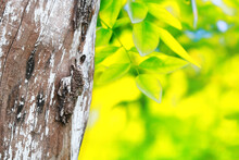 Bark Of Tree In The Forest With Green Bokeh Background

