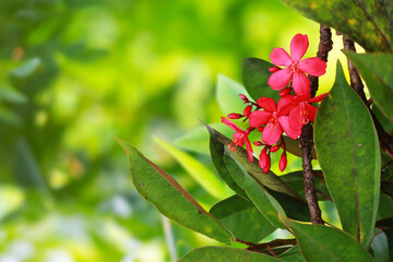 Poster - Red flowers on green leaves background with copy space for your text
