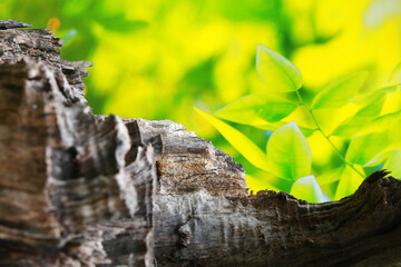 Wall Mural - Wooden background with green leafs, close up. Nature background
