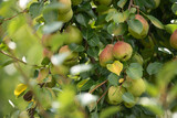 Fototapeta Kuchnia - Pears on tree branch with leaves