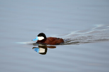 Wall Mural - Ruddy duck (Oxyura jamaicensis) swimming, Frank Lake, Alberta, Canada