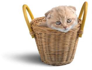 Poster - Scottish Fold Kitten in a Basket