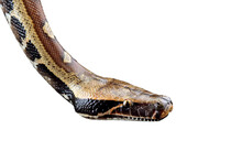 Blood Python Snake Isolated Background, Close-up Of Head Python Brongersmai 