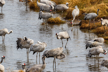 Sticker - Resting Cranes standing in the lake