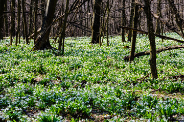 White blooming snowdrops (galanthus nivalis) at the forest on early spring