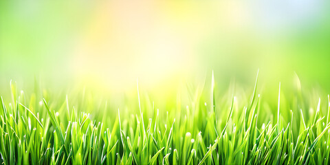 green grass field background with warm light, illustration, Generative, AI