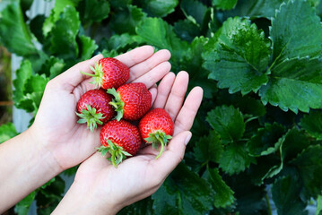 Wall Mural - strawberry plant farm, fresh ripe strawberry field for harvest strawberries picking on hand in the garden fruit collected strawberry in summer