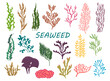 Underwater seaweed plants, ocean bottom corrals