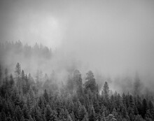 Mist Over Trees