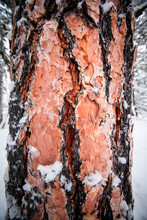 A Closeup Of The Bark On A Ponderosa Pine Tree In The Rattlesnake Recreation Area Near Missoula, Montana.