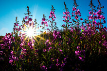 Sun Shining Through Stems Of Purple Blooming Wildflowers, Whistler, British Columbia, Canada