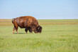 © Cavan Images - American bison Bison bison grazing in grassland of Badlands National Park, South Dakota, USA