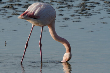 Canvas Print - flamant rose - phoenicopterus roseus