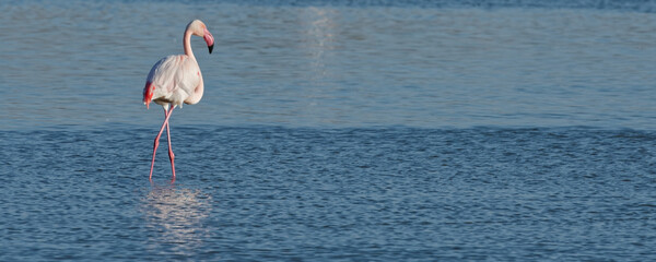 Canvas Print - flamant rose - phoenicopterus roseus