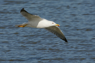 Wall Mural - Yellow-legged Gull  (Larus michahellis)