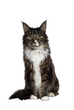 Fototapeta Koty - Handsome adult Maine Coon cat, sitting facing front. Looking straight at camera with paw playful in air with green eyes. Isolated cutout on transparent background.