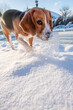 młody beagle bawiący się w śniegu