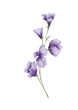 © yuliia lashevska - Watercolor botanical illustration of purple wildflowers