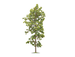 Wall Mural - Green tree isolated on transparent background with clipping path, single tree with clipping path and alpha channel. are Forest and foliage in summer for both printing and web pages. 