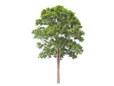 Green tree isolated on transparent background with clipping path, single tree with clipping path and alpha channel. are Forest and foliage in summer for both printing and web pages. 
