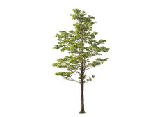 Green Tree Isolated On Transparent Background With Clipping Path, Single Tree With Clipping Path And Alpha Channel. Are Forest And Foliage In Summer For Both Printing And Web Pages. 
