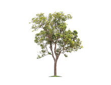 Green Tree Isolated On Transparent Background With Clipping Path, Single Tree With Clipping Path And Alpha Channel. Are Forest And Foliage In Summer For Both Printing And Web Pages. 
