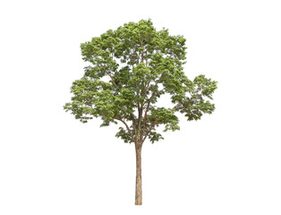 Green tree isolated on transparent background with clipping path, single tree with clipping path and alpha channel. are Forest and foliage in summer for both printing and web pages. 
