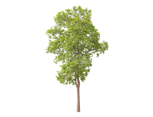 Wall Mural - green tree isolated on transparent background with clipping path, single tree with clipping path and