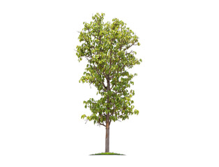 Wall Mural - green tree isolated on transparent background with clipping path, single tree with clipping path and