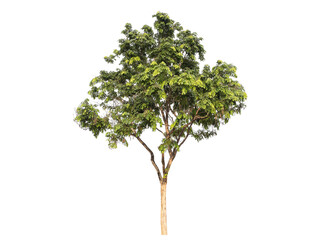 Wall Mural - green tree isolated on transparent background with clipping path, single tree with clipping path and