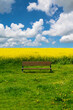 Spring summer landscape. Lonely empty wooden bench, green field near a tree, yellow blossoming rape field, dandelions, beautiful sky with clouds.