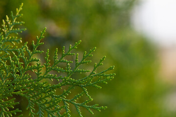 Wall Mural - Abstract spring or summer blurred greenery foliage background with green thuja branch