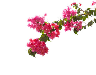 Wall Mural - Blooming Bougainvillea branch isolated on white background. Selective focus.