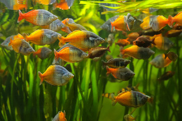 Wall Mural - Boeseman's rainbowfish - Melanotaenia boesemani. Fish in the aquarium. Fish under water. Blur.