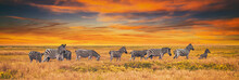 Summer Landscape On The Sunset, Banner, Panorama - View Of A Herd Of Zebras Grazing In High Grass. Wildlife Scene From Nature