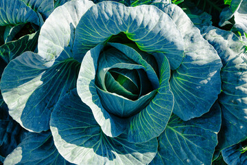 Wall Mural - Cabbage is grown in field. Cabbage heads