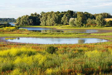 Rewilded land