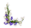 Spring decoration. Flowers white snowdrops, blue flowers scilla on a white background with space for text. Top view, flat lay