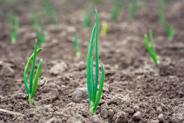 Wall Mural - Growing green onion in vegetable garden close up. Onion plantation, onion plants growing in field.