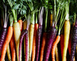 © ADDICTIVE STOCK - Juicy colored carrots on black background