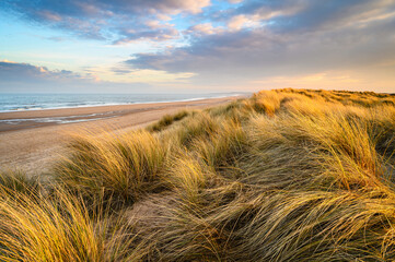 Wall Mural - golden light on marram grass in druridge bay, located on the north sea in northumberland's aonb in e