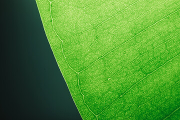 Green leaf macro in backlight. Ficus leaf macro shot. Structure of a green ficus leaf..Background texture green leaf structure macro photography