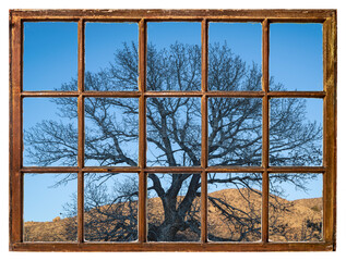 tree silhouette at Colorado foothills - window view