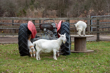 Wall Mural - goat and her kids standing by a tractor